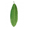 Bananenblatt-75cm 